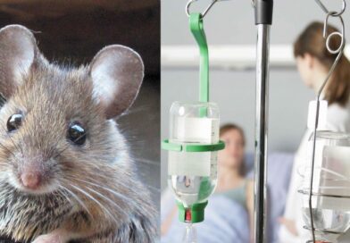 რა არის ლეპტოსპიროზი და რას უნდა მივაქციოთ ყურადღება