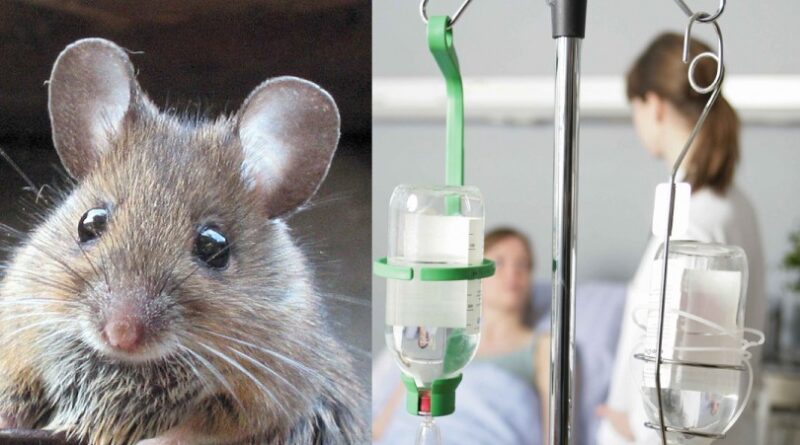 რა არის ლეპტოსპიროზი და რას უნდა მივაქციოთ ყურადღება