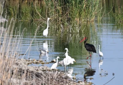 კარლა: ფოტოგრაფებმა იშვიათი შავი ყარყატი დააფიქსირეს