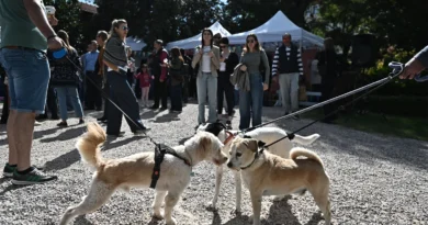 დღე ჩემს ოთხფეხა მეგობართან: დავაკის მოედანზე ჩვენი ოთხფეხა მეგობრებისთვის განსაკუთრებული ღონისძიებები იმართება