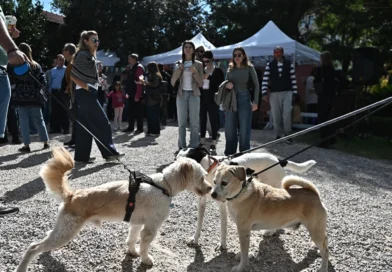 დღე ჩემს ოთხფეხა მეგობართან: დავაკის მოედანზე ჩვენი ოთხფეხა მეგობრებისთვის განსაკუთრებული ღონისძიებები იმართება