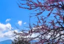 დღეიდან ტემპერატურა ეტაპობრივად იკლებს